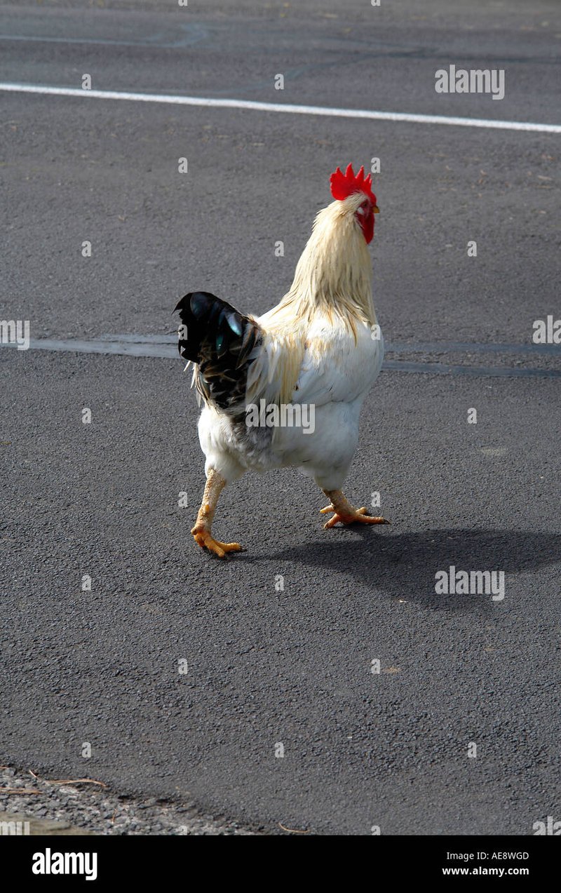 Image: Descubre el Exclusivo Juego de Azar: Chicken Road en España